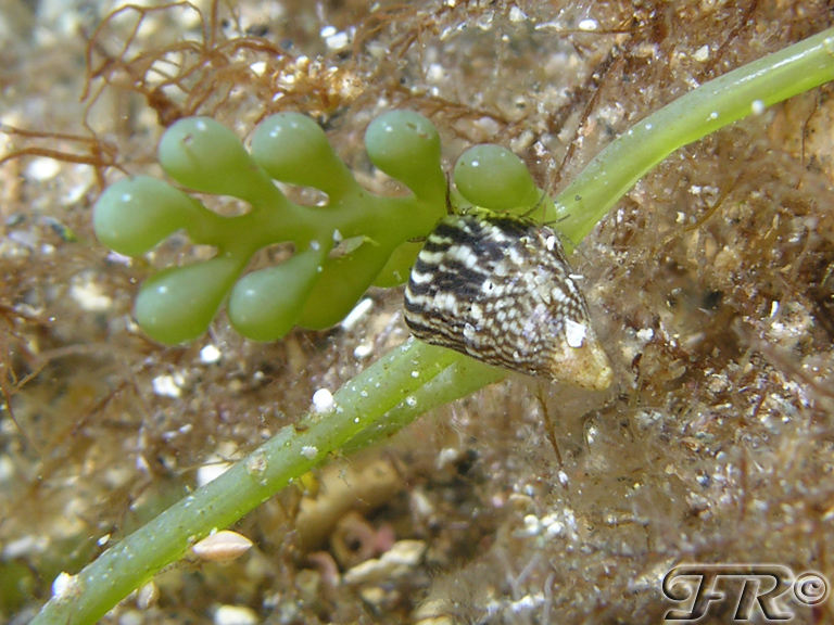 Un po'' di Trochidi = Jujubinus striatus